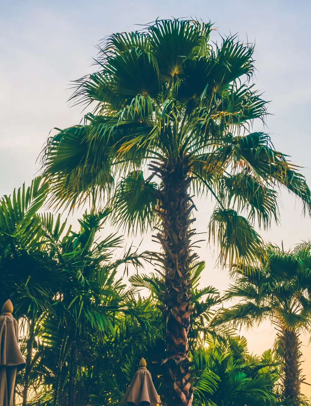 خبرة وإبداع في تنسيق حدائق المدينة المنورة